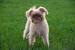 Short Hair Black Brussels Griffon