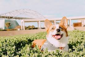 We look forward to hearing from you. Corpus Christi Corgi Convention Here S What To Look Furward To