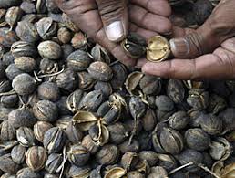 Resultado de imagem para jatrofa moçambique