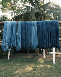 Image result for Indigofera kuntzei