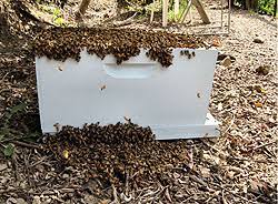 Search for bee hive removal with us. Orange County Bee Rescue Services Bee Swarms