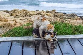 Ruyada Ciftlesen Kedi Gormek Ruyandagor Com