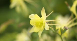 These spring blooming bulbs provide bright cheer under deciduous trees, in flower beds or naturalized in a lawn. Eight Great Plants And Flowers For The May Garden