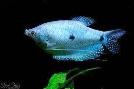 powder blue gourami fish aquarium fish for sale freshwater aquarium fish