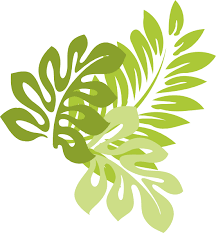Are you searching for leaves png images or vector? Download Hibiscus Hawaiian Leaves Jungle Schizopetalus Drawing Hq Png Image Freepngimg