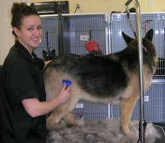 They lose (shed off) the dead hair to make room for new healthy hair. German Shepherd Shedding Grooming And 3 Usefil Tips