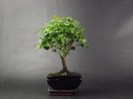 All the primary plants used for bonsai. Japanese Holly Ilex Flowering Bonsai Tree Broom Style Youtube