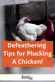 How long does it take to pluck a chicken? Defeathering Tips When Plucking A Chicken