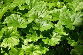 Image result for Gunnera