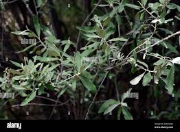 Image result for Tarchonanthus camphoratus