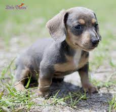 Blue And Tan Miniature Dachshund Puppy Little Doxies Dachshund Puppies Dachshund Puppy Miniature Dachshund Puppies For Sale