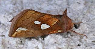 Image result for Plusia putnami