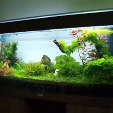 Su Perisi Tasarim Deposu Aquarium Shop