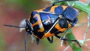 12 Organic Ways To Control Harlequin Bugs - Hobby Farms