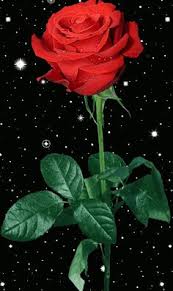 Maybe you would like to learn more about one of these? 900 Rose Hearts For Love Ideas In 2021 Rose Beautiful Roses Beautiful Flowers