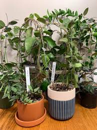 Maybe you would like to learn more about one of these? Some Of The Larger Hoya S I Ve Collected Since Spring Of This Year Hoyas