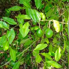 Image result for Caperonia serrata