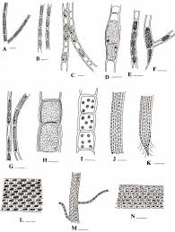 Image result for Fernandoa abbreviata