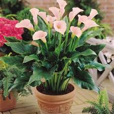 Very graphic and even a bit revealing, calla lily is native to south africa. Peace Lily Indoor Plant Spathiphyllum Green à¤² à¤² à¤« à¤² à¤• à¤ª à¤§ à¤² à¤² à¤« à¤² à¤µà¤° à¤ª à¤² à¤Ÿ Ojorey New Delhi Id 20822988733