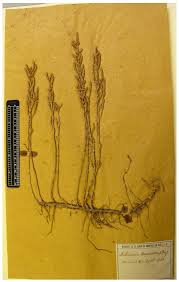 Image result for Salicornia pachystachya