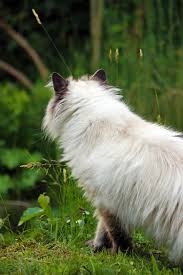 Zur gleichen zeit stößt herr yamada auf ein suchplakat mit einem foto von chi. Katze Vermisst Was Tun Wenn Die Katze Entlaufen Ist