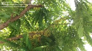 Image result for Phyllanthus boehmii