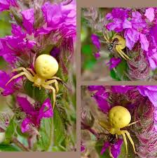 Image result for Disa walleri