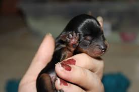 I am a purebred yorkshire terrier. Newborn Puppy Chocolatini S Trip Through Motherhood