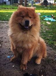 Are chow chows expensive and high maintenance dogs? Chow Chow Dog Breed Information And Pictures