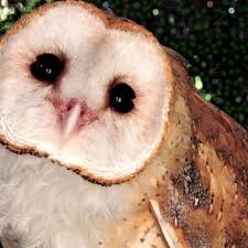 Lost in the glare year: Barn Owl Honolulu Zoo Society