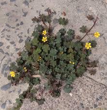 Image result for Oxalis oligotricha