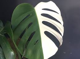 Why Are Variegated Monstera So Expensive The Absurd Word Plants Monstera Variegated