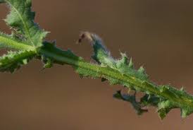 Image result for Sphaeranthus gazaensis