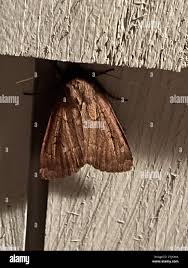 Image result for Graphiphora augur