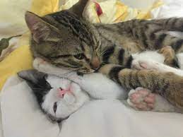 kedilerin dunyasi kedi