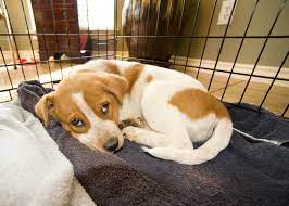 Dogs don't want to soil where they sleep, but if there's too long of a to ensure this, incorporate the crate into fun games where the pup goes in and out of the open crate at their own will. Brain Games For A Dog On Crate Rest The Happy Beast