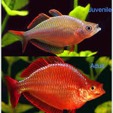 Neon Rainbows Before And After 5 Months Featured Item Neon Rainbow Fish Rainbow Fish Aquarium Fish Freshwater Fish