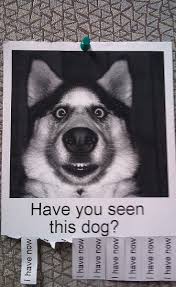 On this page we have written out gather your materials and prepare to make at least a dozen posters for your missing cat. 20 Funny Lost And Found Pet Posters
