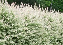 Maybe you would like to learn more about one of these? Salix Integra Hakuro Nishiki Integra Entire Untoothed Dappled Willow One Of The Most Popular Ornamental Shrubs In Home Gardens Today This Selection Of A Japanese Korean Species Gives A Startling Display All Summer If Grown In Full Sun It S Often Seen