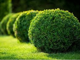 Image result for Buxus
