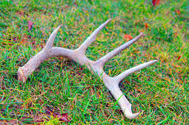 Maybe you would like to learn more about one of these? Antler Obsession Can The Search For Sheds Threaten Wildlife