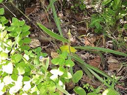 Image result for Cyanotis arachnoidea