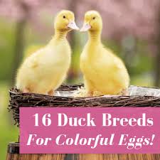 Check spelling or type a new query. 16 Duck Breeds For Colorful Eggs