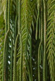 Image result for Huperzia phlegmaria