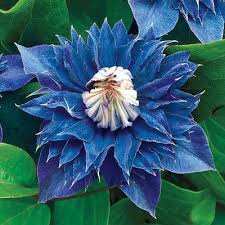 Thorncroft clematis the uk's leading clematis experts. Multi Blue Clematis Blooming Once In Late Spring And Again In Late Summer The Blooms Range From 4 To 5 In Hues Blue Clematis Clematis Plants Clematis Flower