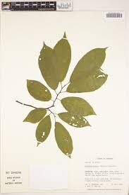 Image result for Glyphaea