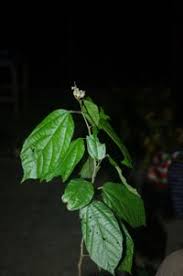 Image result for Glyphaea