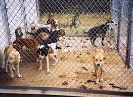 Check spelling or type a new query. No Kill Policies Slowly Killing Animals Peta