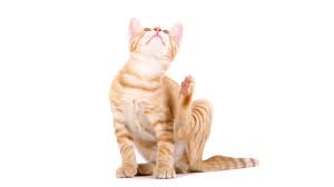 kedi piresi insana gecer mi petburada blog