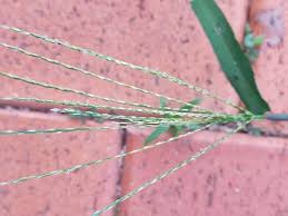 Image result for Digitaria calcarata